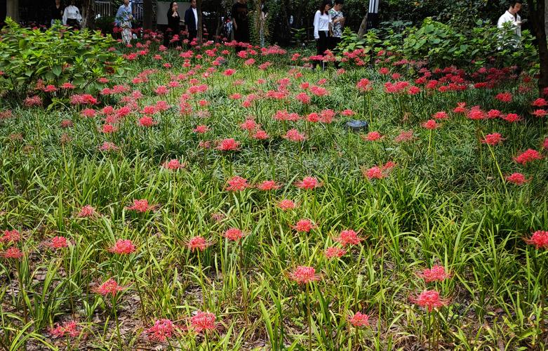 彼岸花最新版本下载:安卓、苹果都能玩