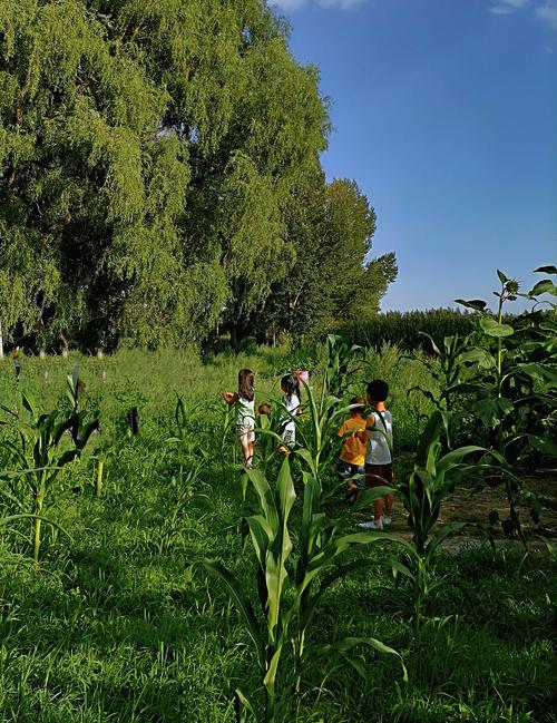 乡村生活的快乐暑假游戏攻略：轻松畅玩秘籍大公开