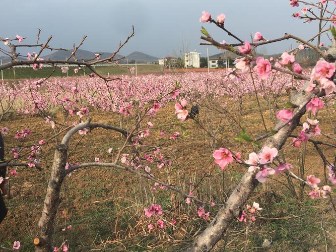 桃花境下载地址大全,安全可靠的下载途径