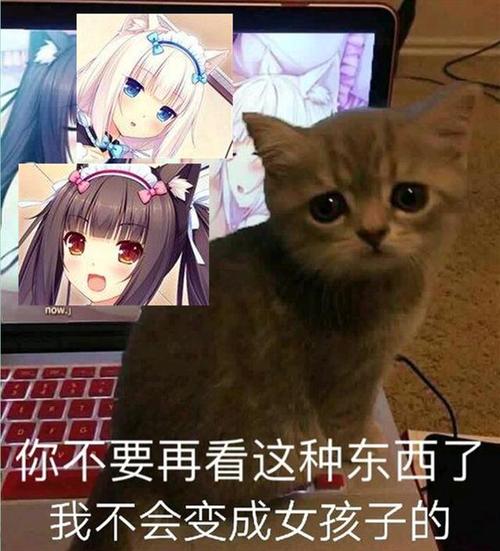 最新猫娘更新地址分享，追更不再迷路！