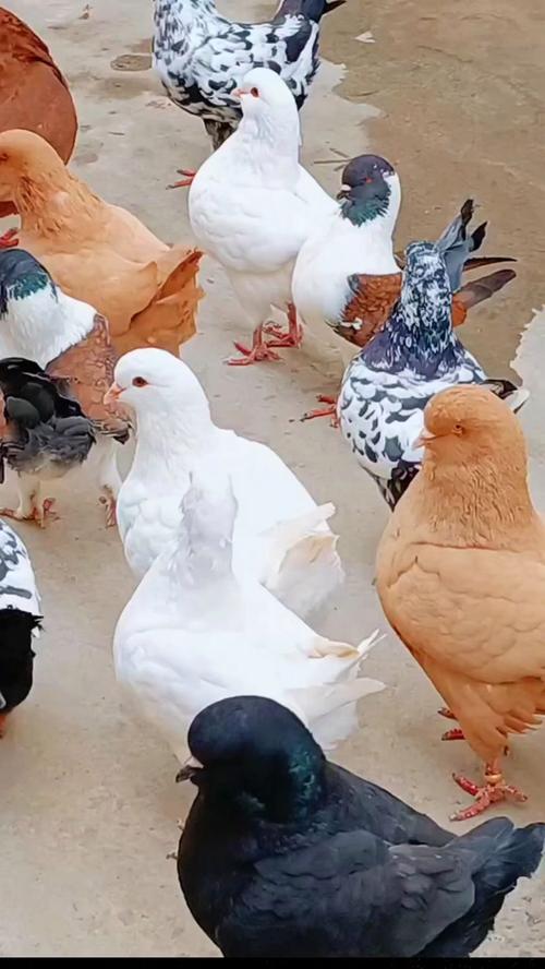 想玩肉鸽？试试风流公子，轻松上手超解压！