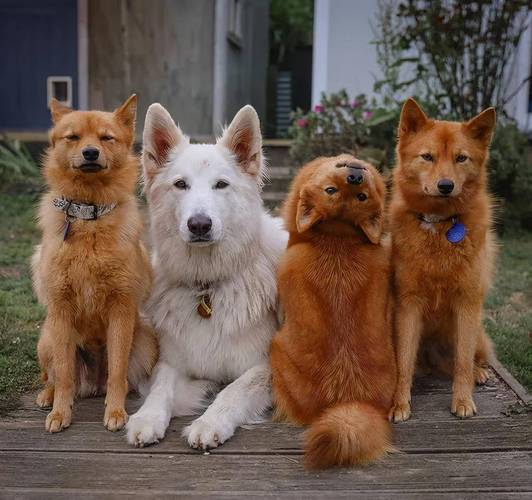 速看!热妻阿什莉内有小羊汉化版最新更新内容