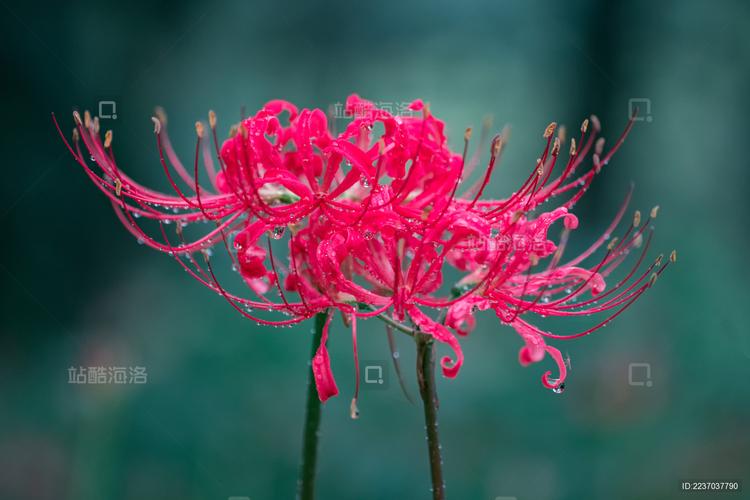 彼岸花版本大全：不同版本彼岸花的精彩呈现