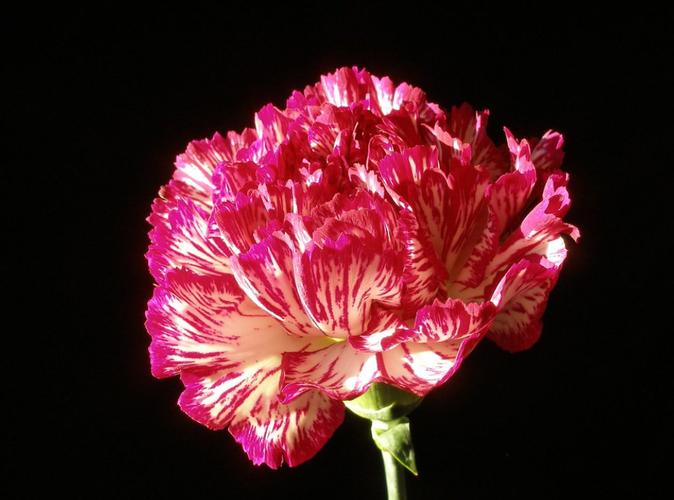 想玩康乃馨俱乐部?这里有你想要的版本大全!