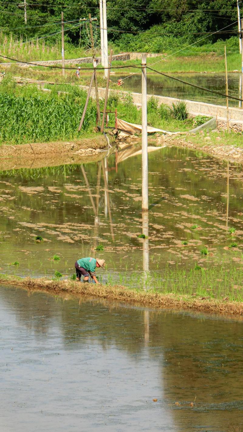分享我的乡村生活最新见闻：简单纯粹的乡村日常