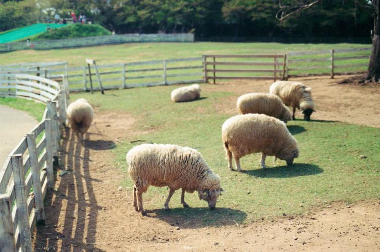 日本新起点与内有小羊更新地址,你不得不知的秘密