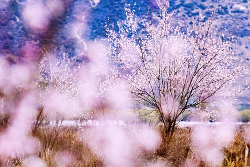 桃花境下载地址大全,安全可靠的下载途径