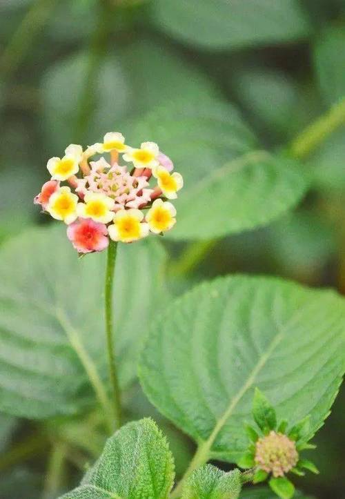 优艳之花下载地址大全：正规渠道下载，远离病毒