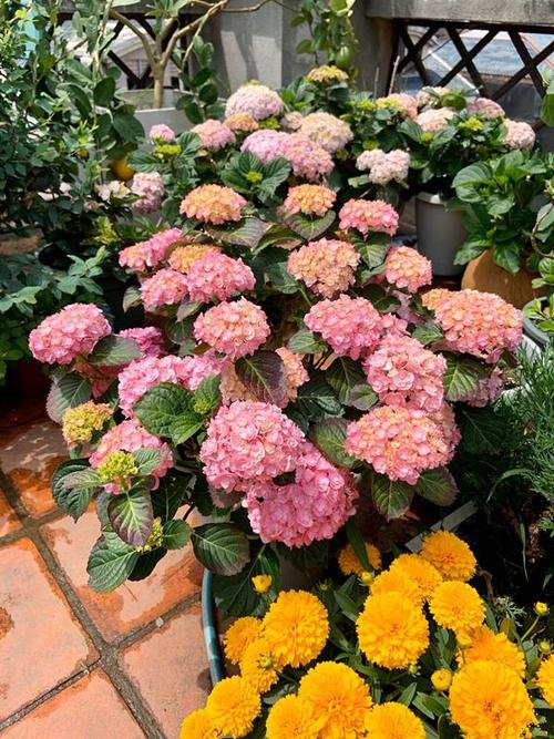 优艳之花版本大全推荐:不同需求选择不同版本