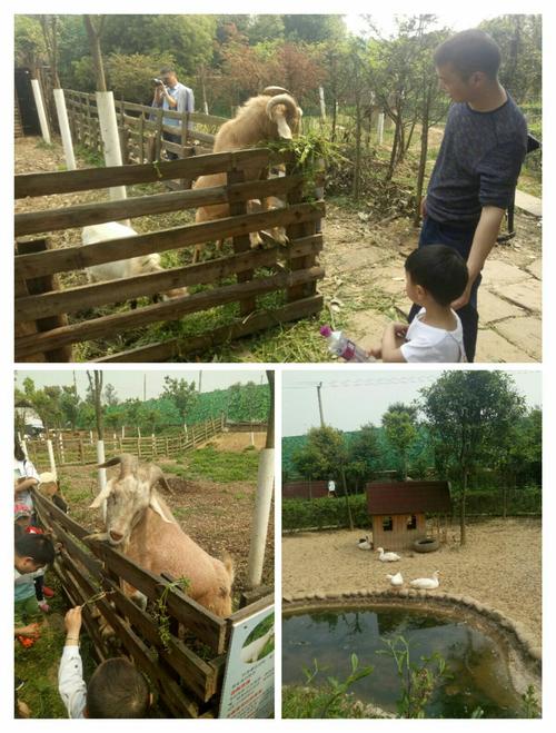 日本的新起点：内有小羊游戏攻略及新手玩法详解