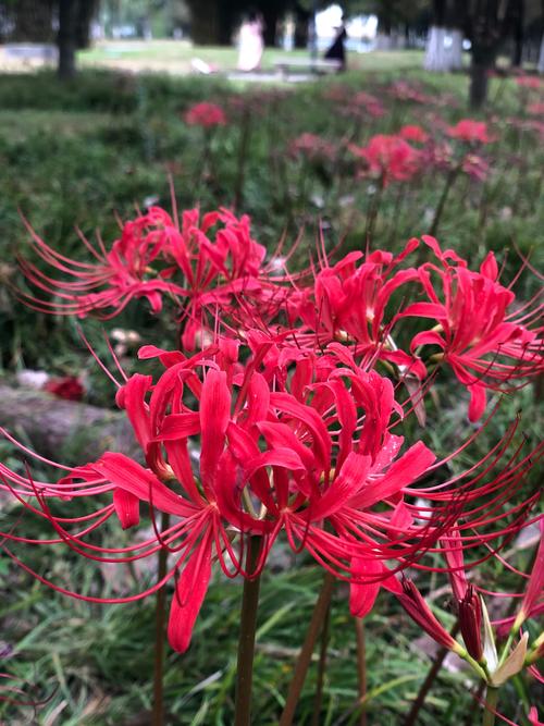 彼岸花全集更新地址,不用会员也能看