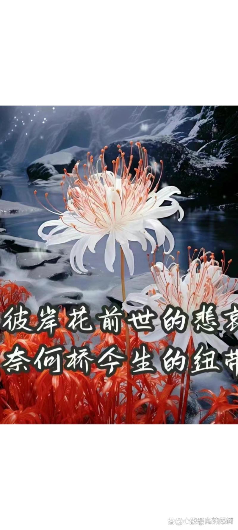 彼岸花版本大全：不同版本彼岸花的精彩呈现