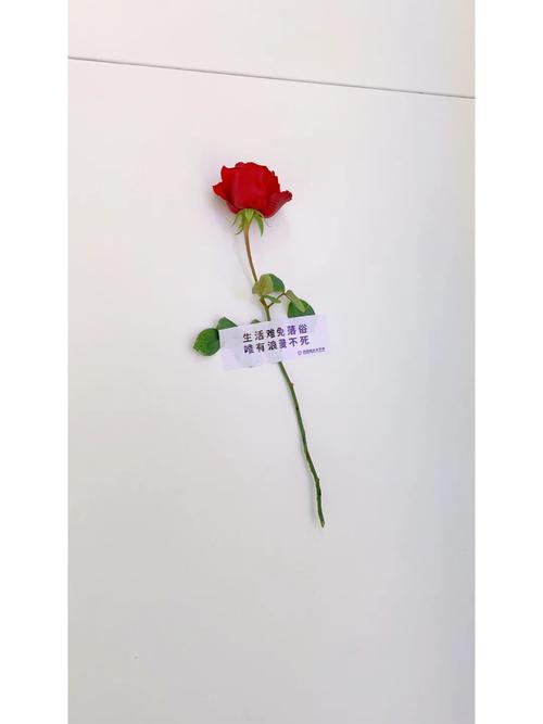 想玩玫瑰行动?最新版本号是多少?这里告诉你!