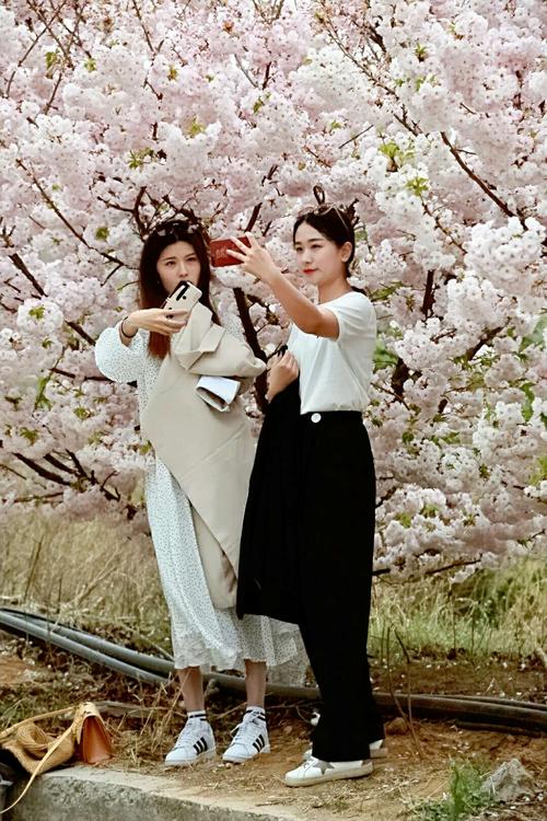 烂漫最新版本是多少集？高清完整版在哪看？