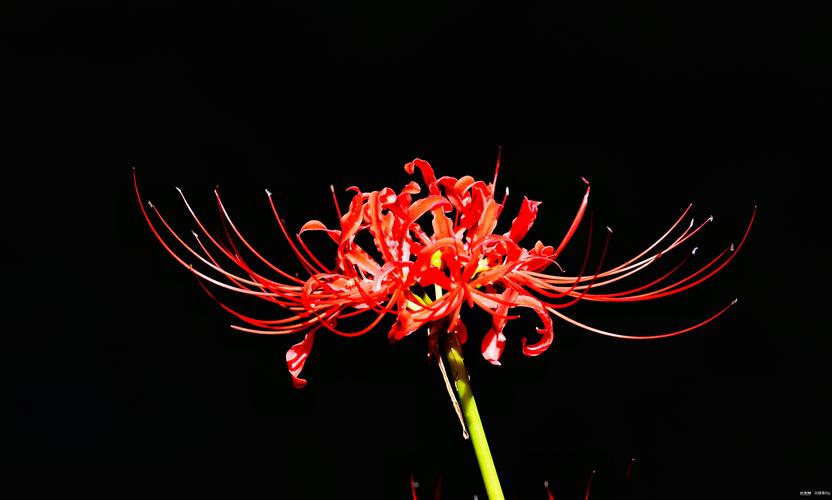 彼岸花全集更新地址,不用会员也能看