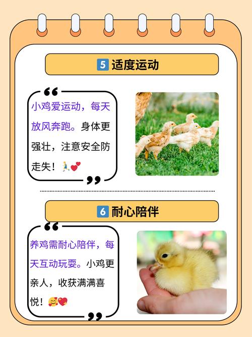 小鸡游戏游戏介绍：轻松有趣的益智游戏推荐