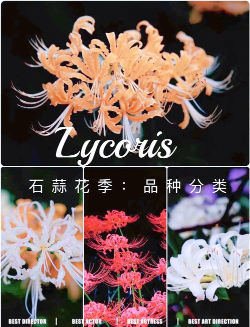 彼岸花版本大全：不同版本彼岸花的精彩呈现