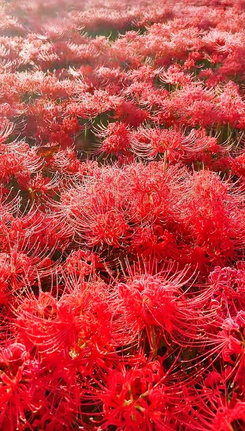 彼岸花版本大全：不同版本彼岸花的精彩呈现