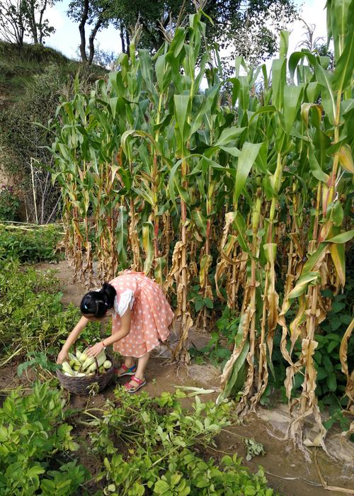 你想知道的乡村生活的快乐暑假汉化版最新更新都在这里!