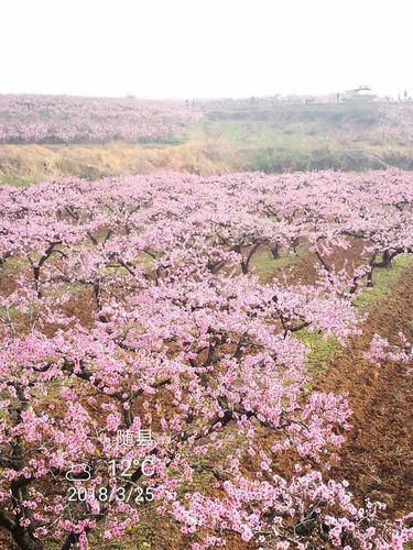 想玩桃花境?安卓版下载地址分享给你