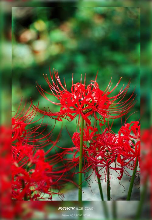 彼岸花最新版本下载:安卓、苹果都能玩