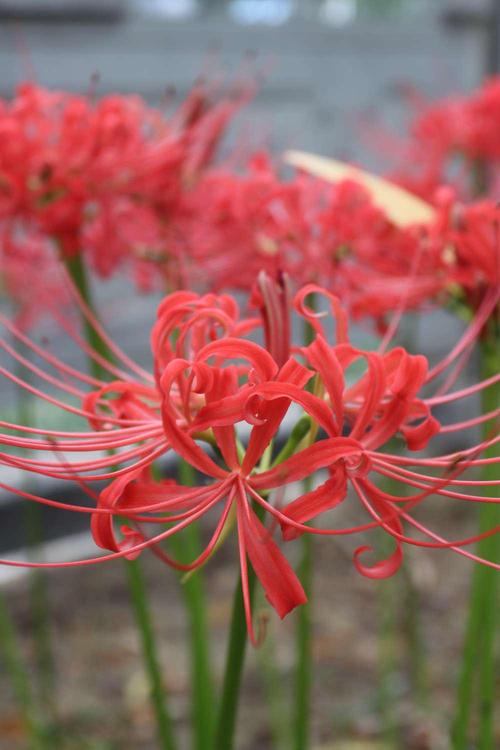 彼岸花版本大全：不同版本彼岸花的精彩呈现