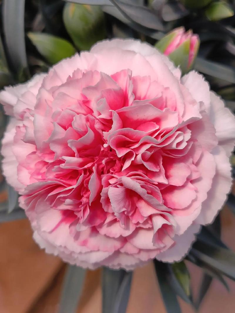 各版本康乃馨俱乐部大比拼：哪个版本最好玩？