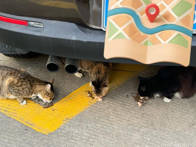 野猫在哪下载？游戏资源下载大全，教你快速找到野猫游戏下载链接！