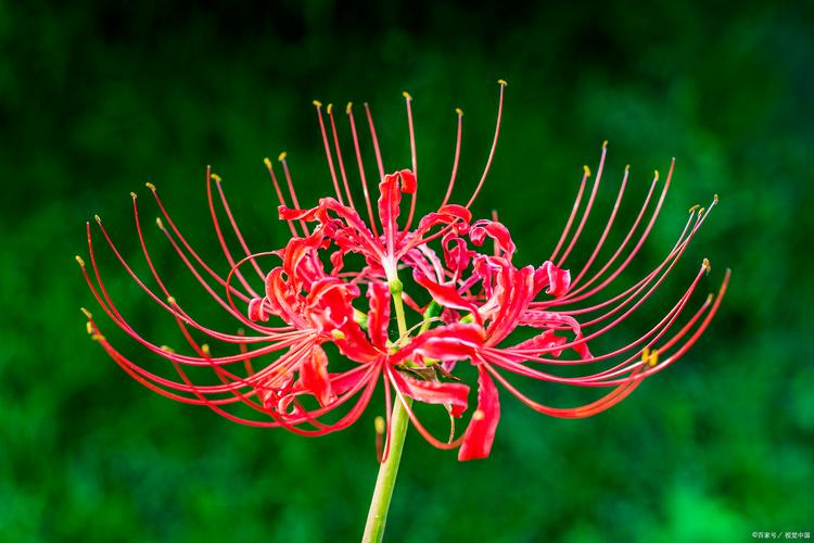 彼岸花最新版本下载:安卓、苹果都能玩