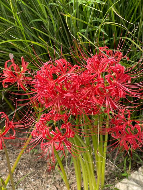 彼岸花版本大全：不同版本彼岸花的精彩呈现