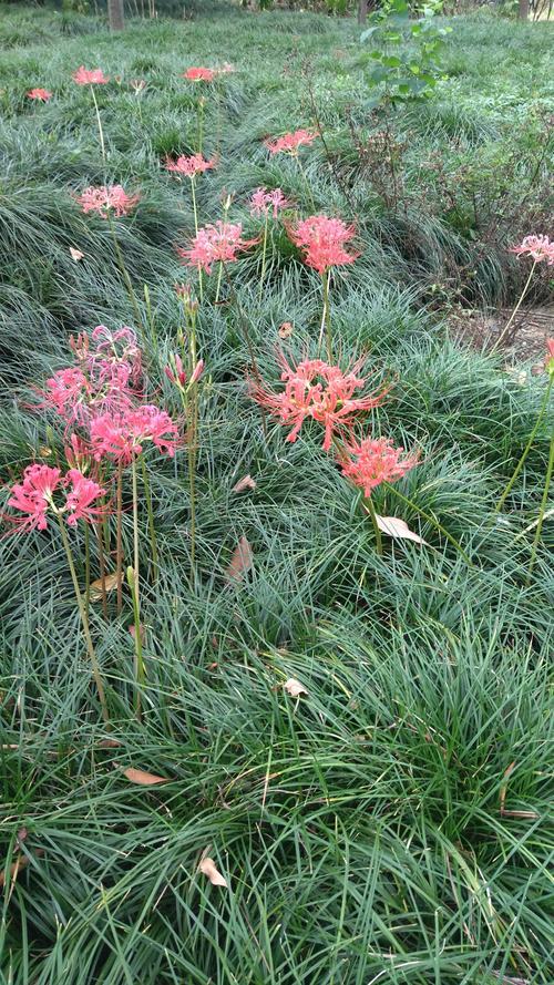 彼岸花最新版本下载:安卓、苹果都能玩