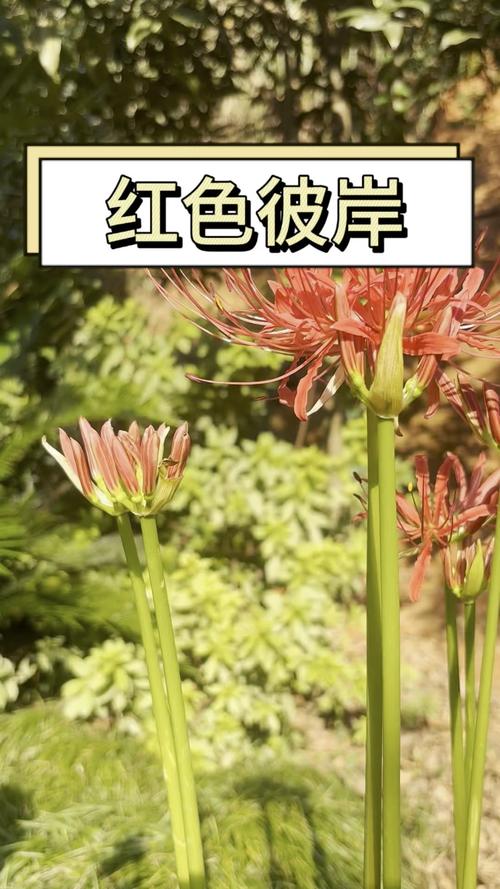 彼岸花最新版本下载:安卓、苹果都能玩