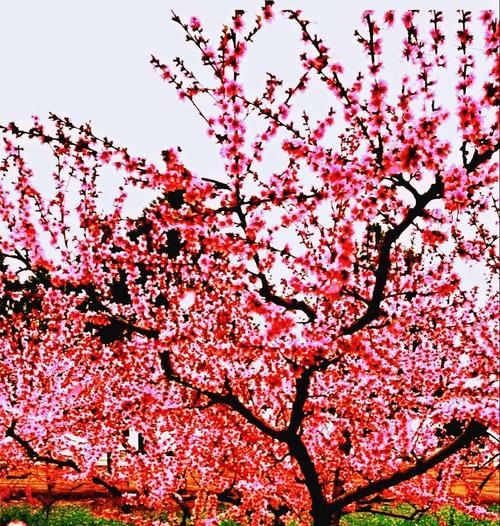 想玩桃花境?安卓版下载地址分享给你