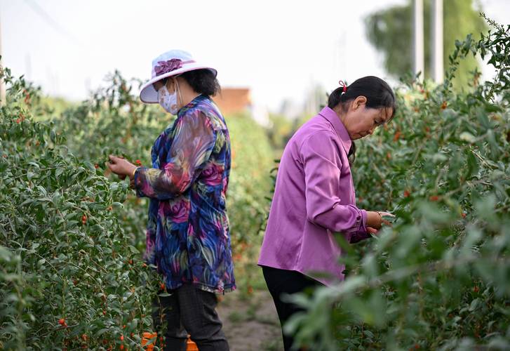 最新乡村生活快乐暑假记:我的农村探险之旅