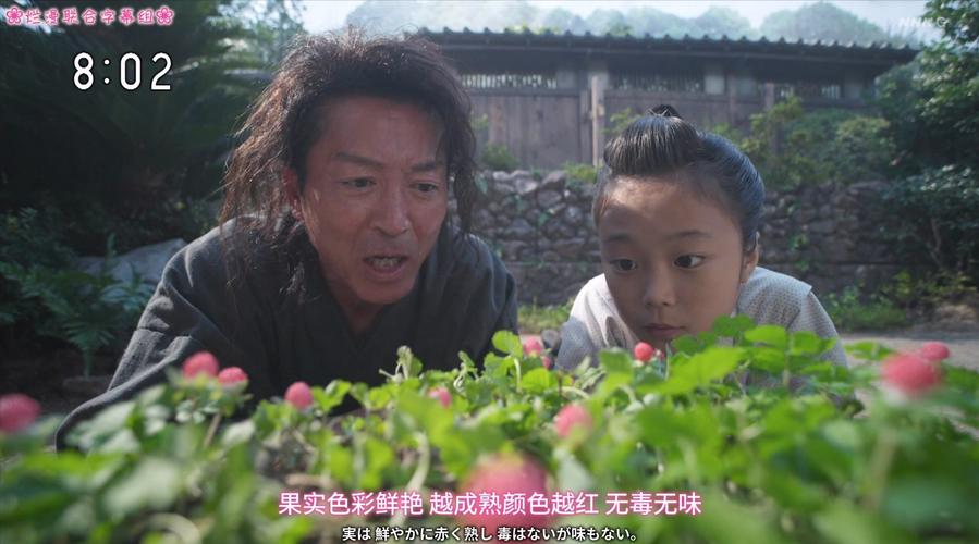 观看日剧烂漫:烂漫官网高清资源免费观看