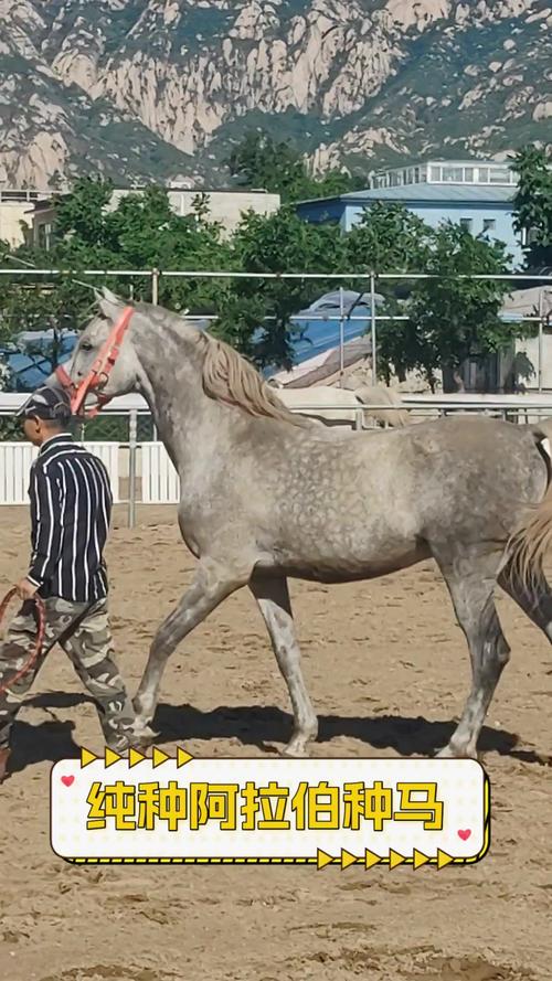 想玩种马V0.11版本大全？这里有你需要的全部内容