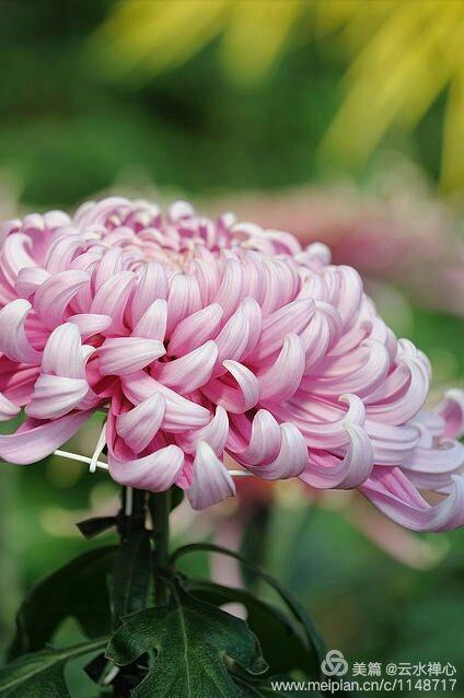 优艳之花下载地址大全：正规渠道下载，远离病毒