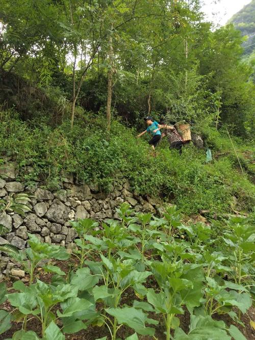 你想知道的乡村生活的快乐暑假汉化版最新更新都在这里!