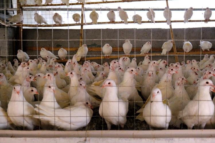 想玩肉鸽？试试风流公子，轻松上手超解压！