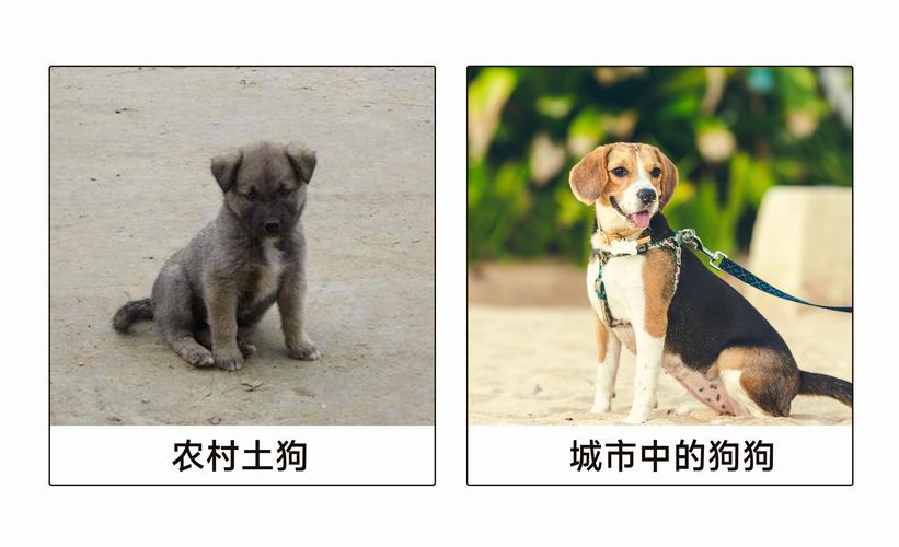 急寻宠物捕捉大师番外最新版本，完整版在哪下载？