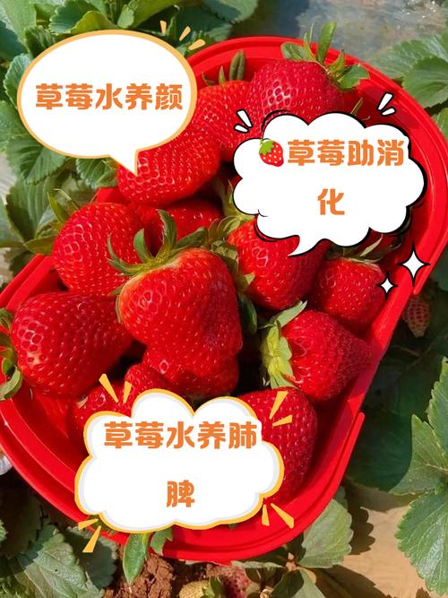 想看草莓粥粥最新版本?这里有你想要的全部资源!