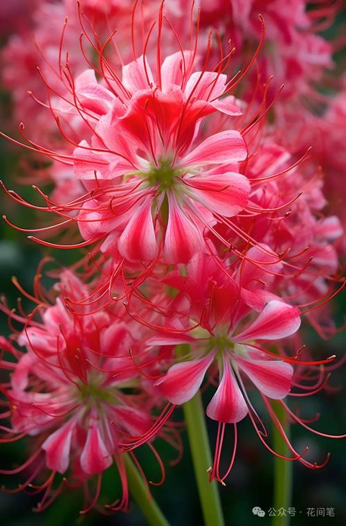 彼岸花官方正式版下载最新版：安卓手机版免费下载安装