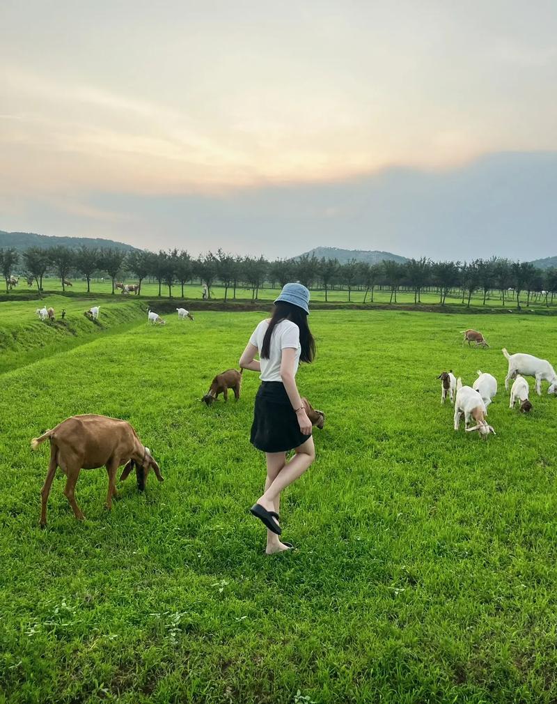 想玩青青草原？教你快速下载安装的方法