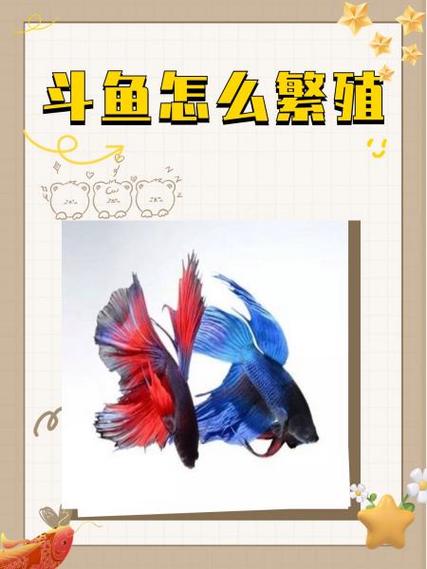 斗鱼溪子最新版本下载地址及使用教程