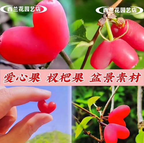 爱相思下载地址分享,轻松下载爱相思游戏