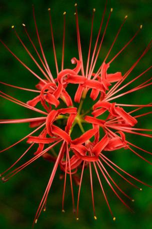 彼岸花官方正式版下载最新版：安卓手机版免费下载安装