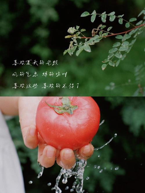 寻找逝去的夏天安卓资源,重温夏日感动瞬间