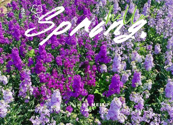 紫罗兰最新版本来袭，热辣可爱风格等你解锁！