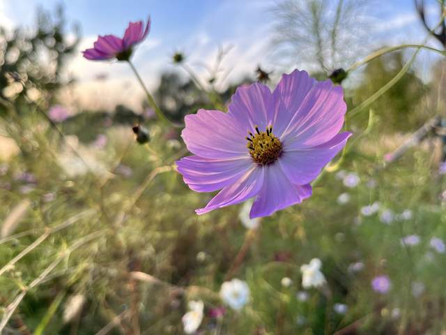 阳光下的真实更新地址大全：不同平台下载方法