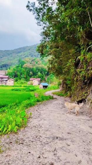 最新我的乡村生活：感受宁静祥和的乡村氛围